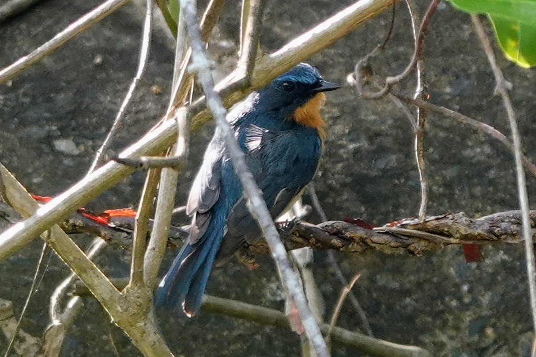 Tickell's Blue Flycatcher - ML620480908