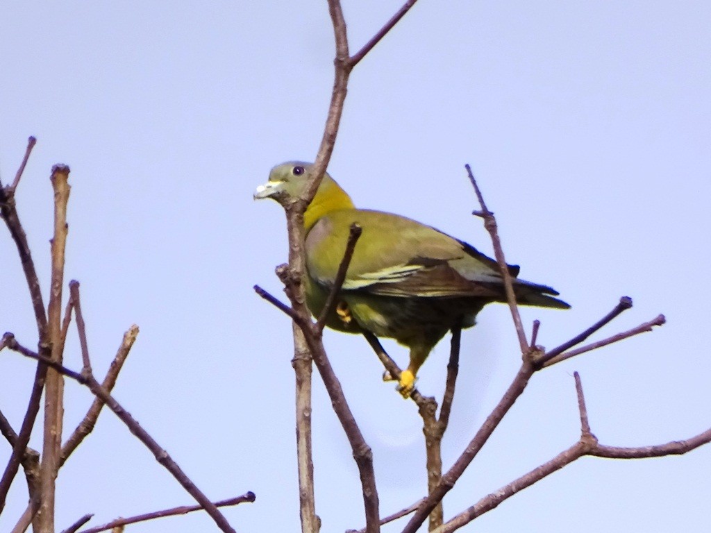 Yellow-footed Green-Pigeon - ML62048091