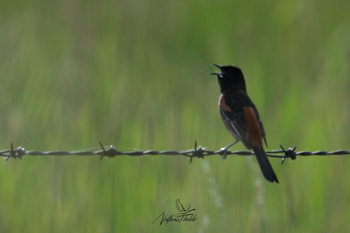 Orchard Oriole - ML620480910