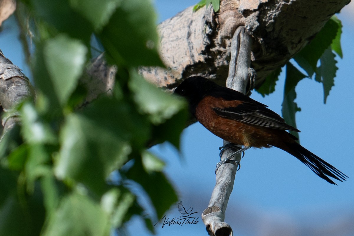 Oriole des vergers - ML620480911