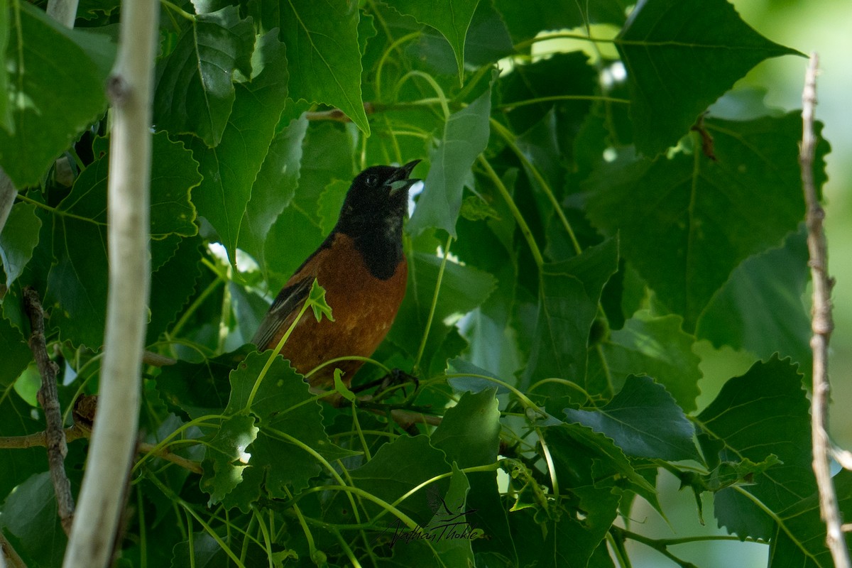 Oriole des vergers - ML620480912