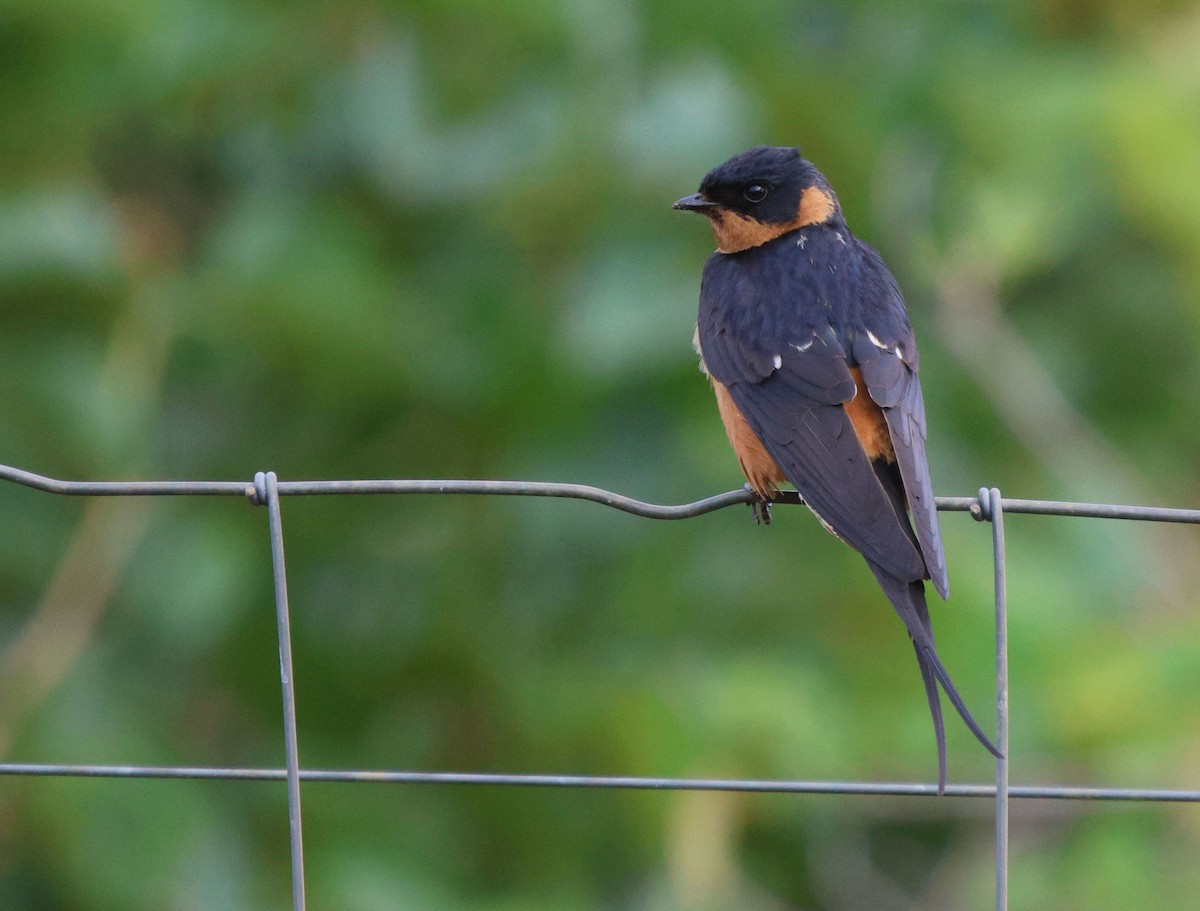 Rufous-chested Swallow - ML620480915