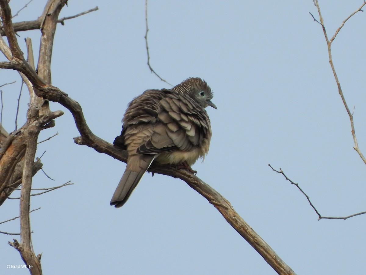 Peaceful Dove - ML620480920