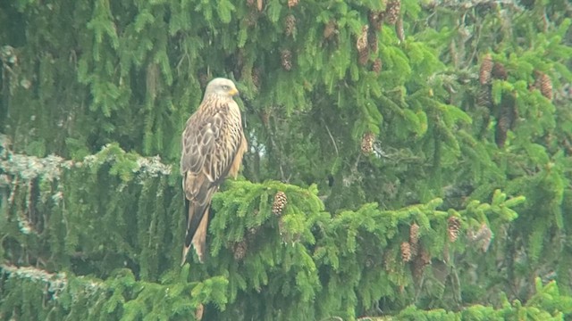 Red Kite - ML620480921