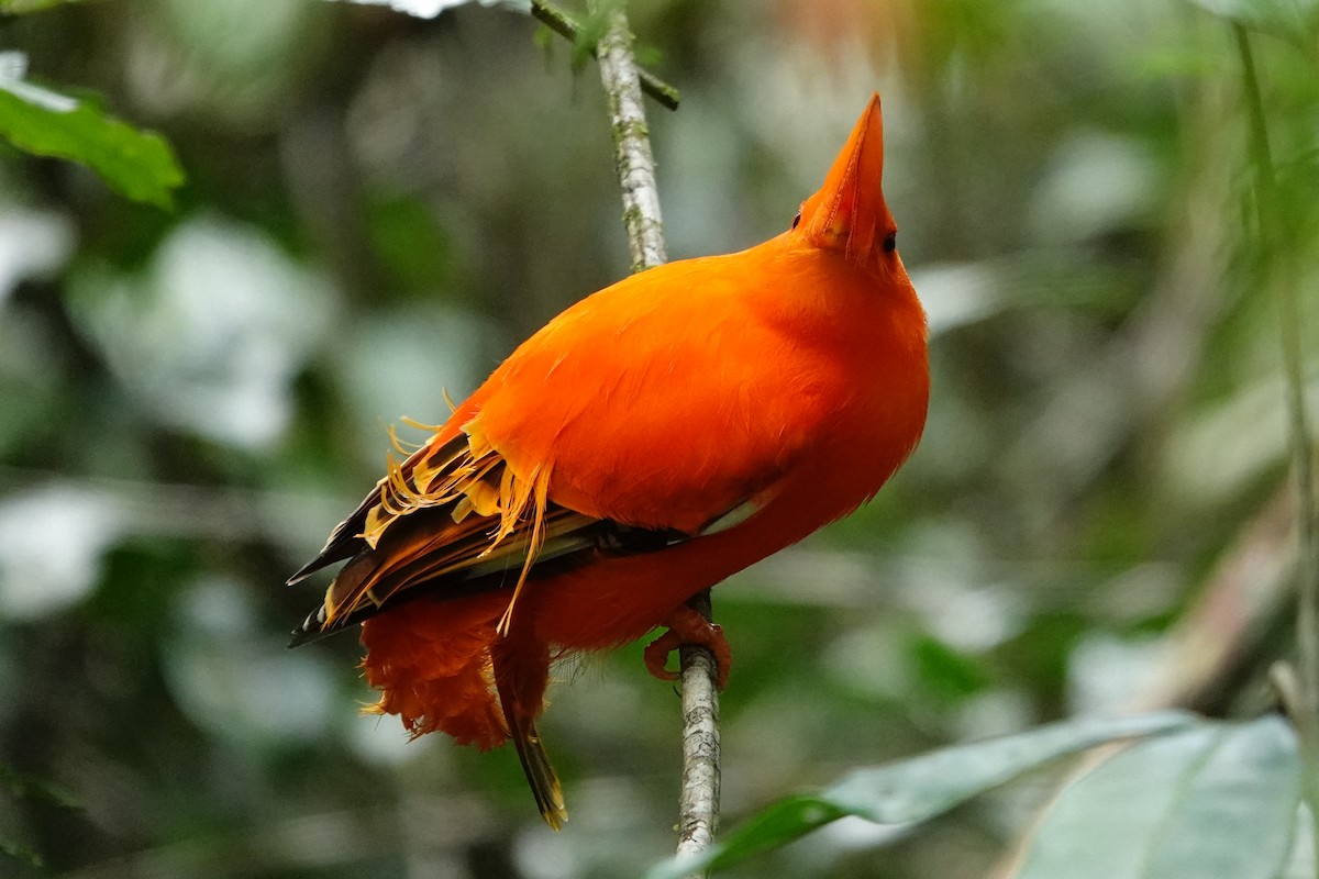 Guianan Cock-of-the-rock - ML620480922