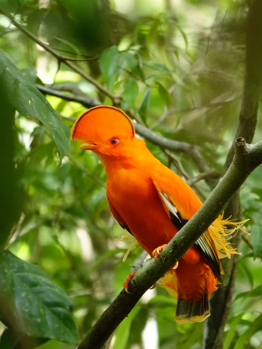 Guianan Cock-of-the-rock - ML620480924