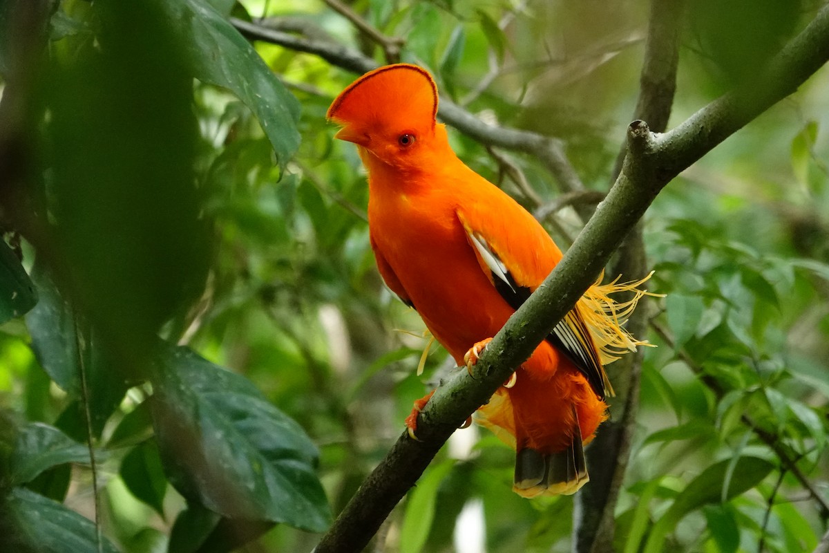 Guianan Cock-of-the-rock - ML620480925