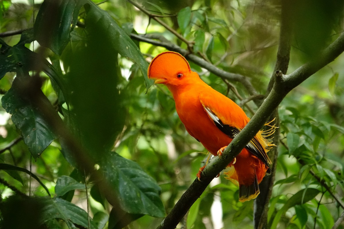 Coq-de-roche orange - ML620480928