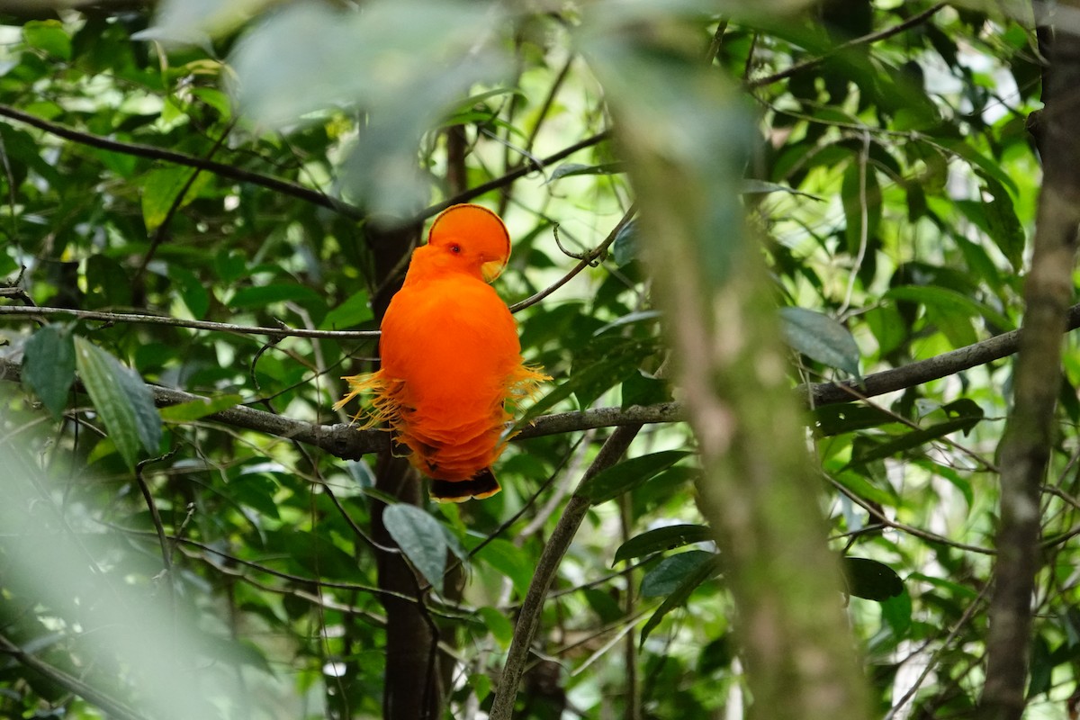 Guianan Cock-of-the-rock - ML620480929