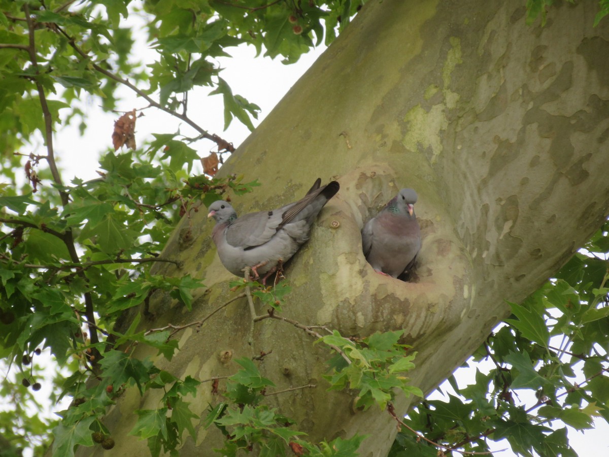 Stock Dove - ML620480933