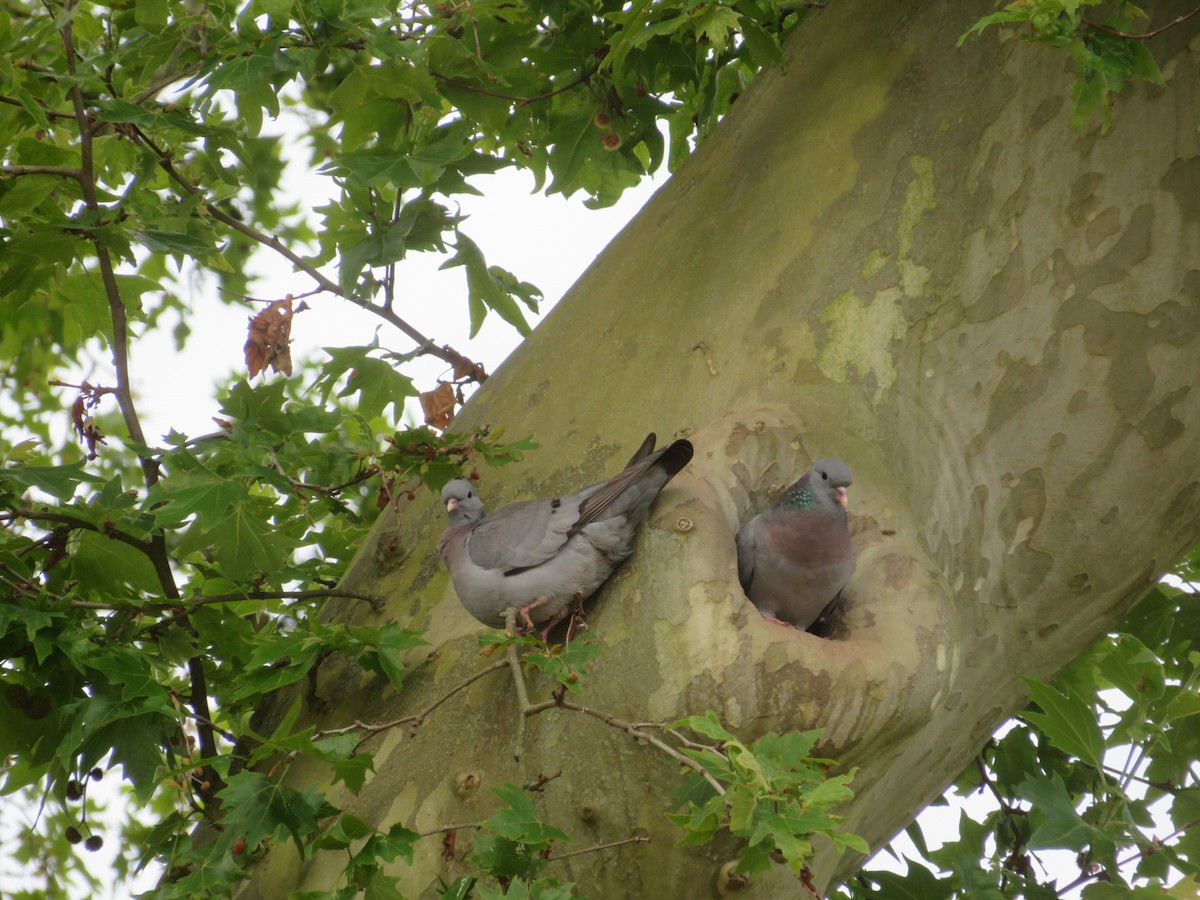 Stock Dove - ML620480934