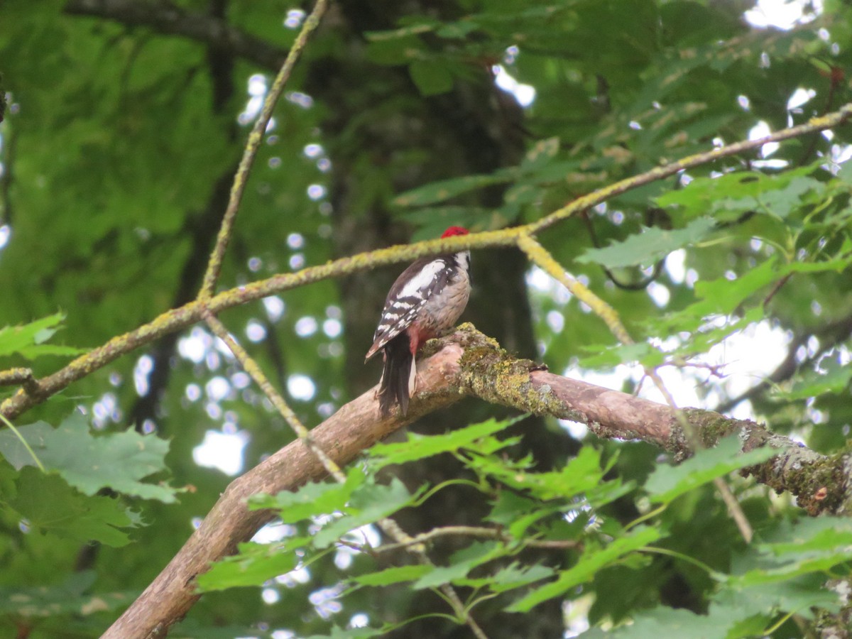 Middle Spotted Woodpecker - ML620480937