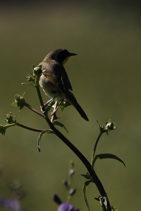 Common Yellowthroat - ML620480939