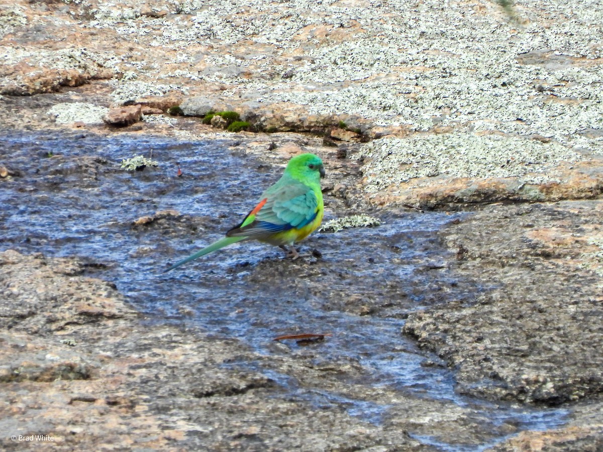 Red-rumped Parrot - ML620480946