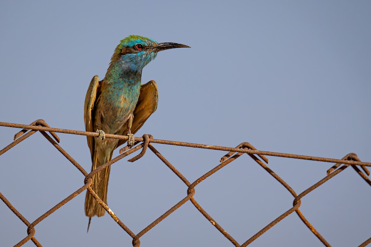 Arabian Green Bee-eater - Uriel Levy