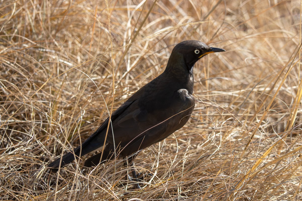 African Pied Starling - Peter Hinow