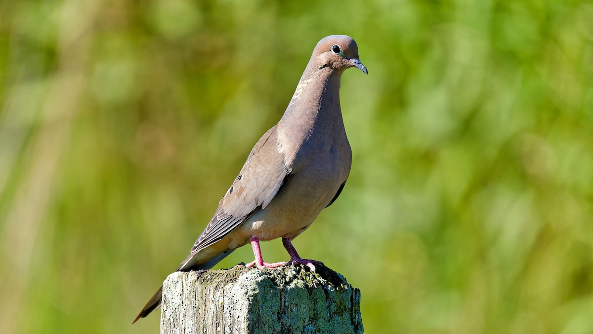 Mourning Dove - ML620480951