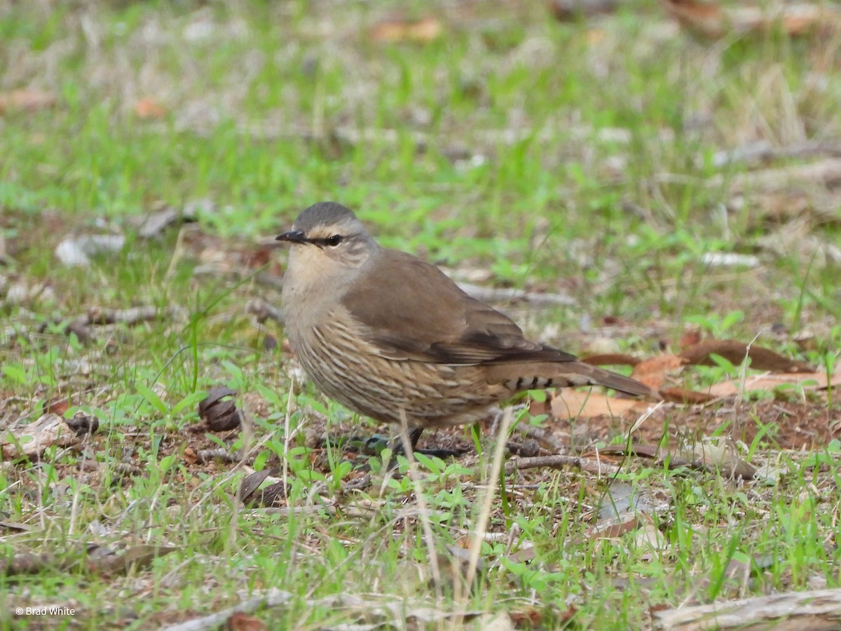 Brown Treecreeper - ML620480955