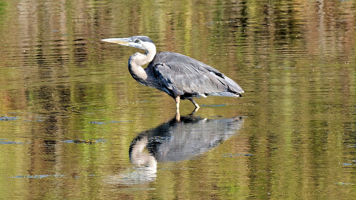 Great Blue Heron - ML620480959