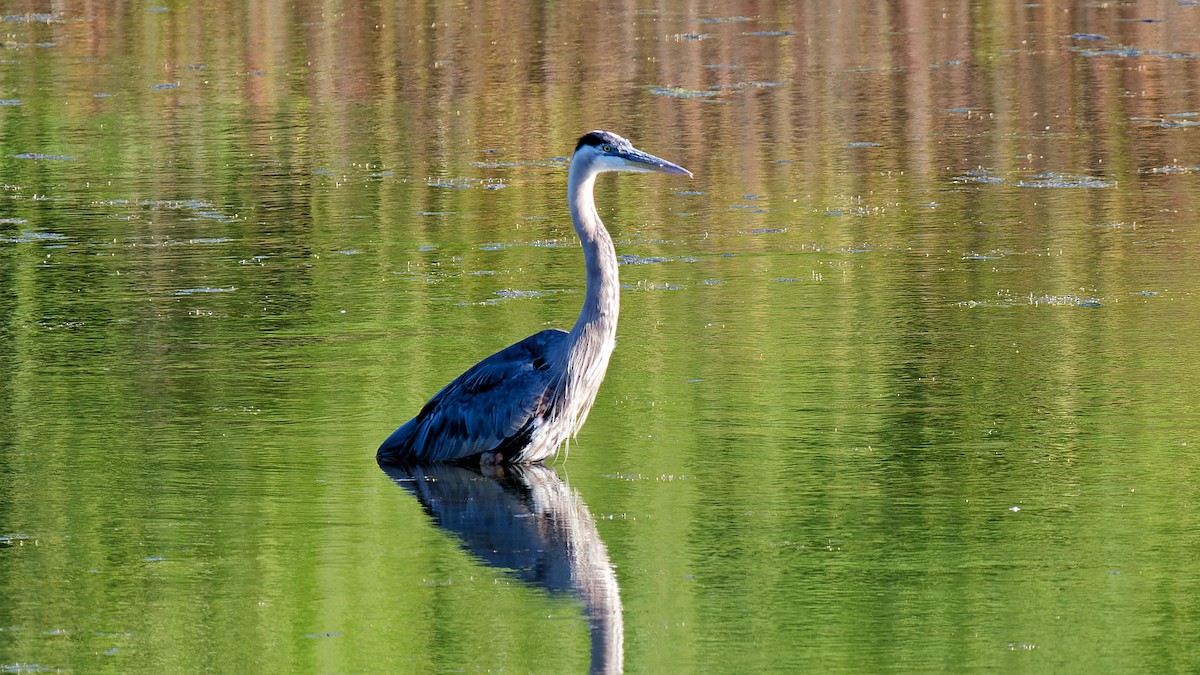 Great Blue Heron - Craig Becker