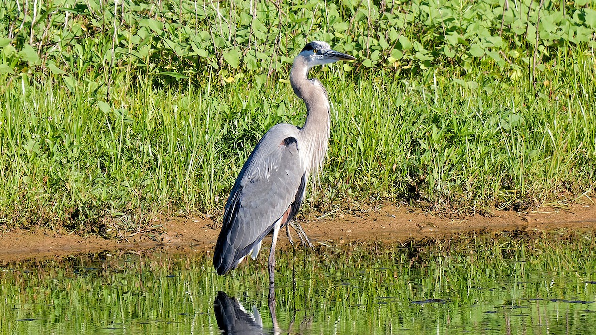 Great Blue Heron - ML620480962