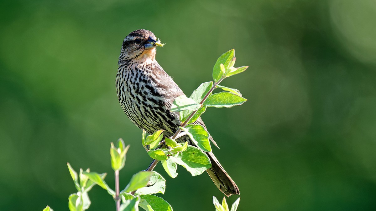 Red-winged Blackbird - ML620480973