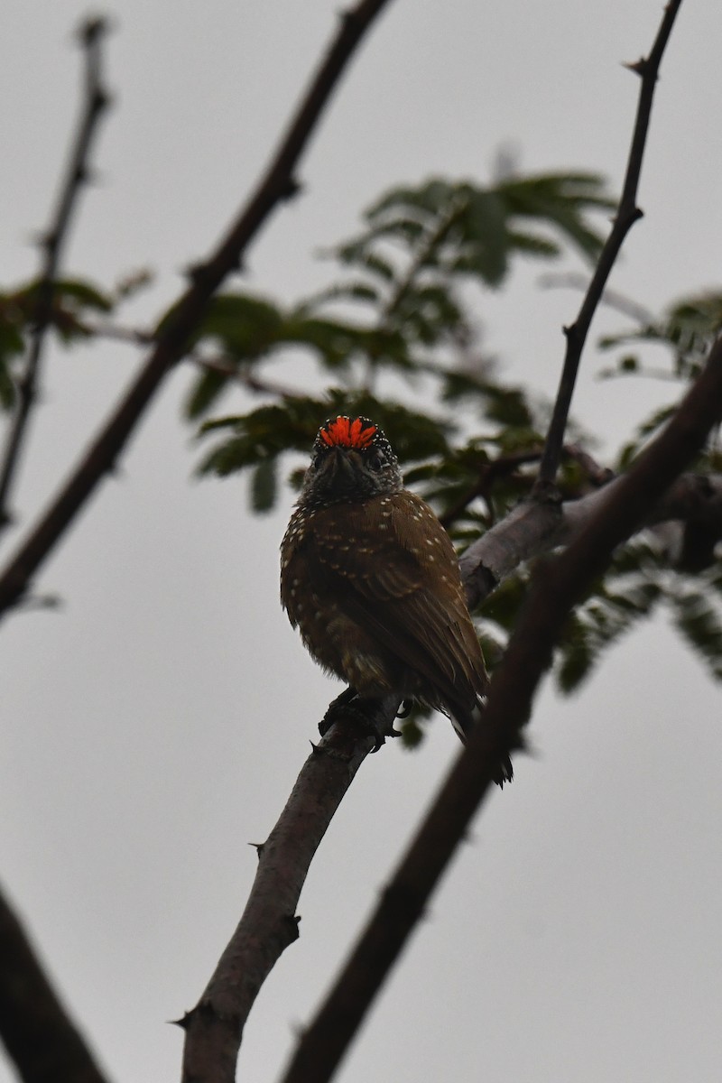 Spotted Piculet - ML620480977