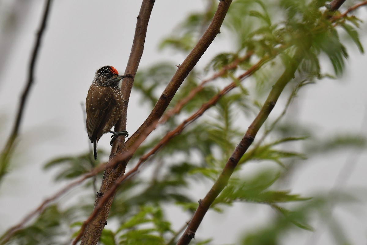 Spotted Piculet - ML620480978