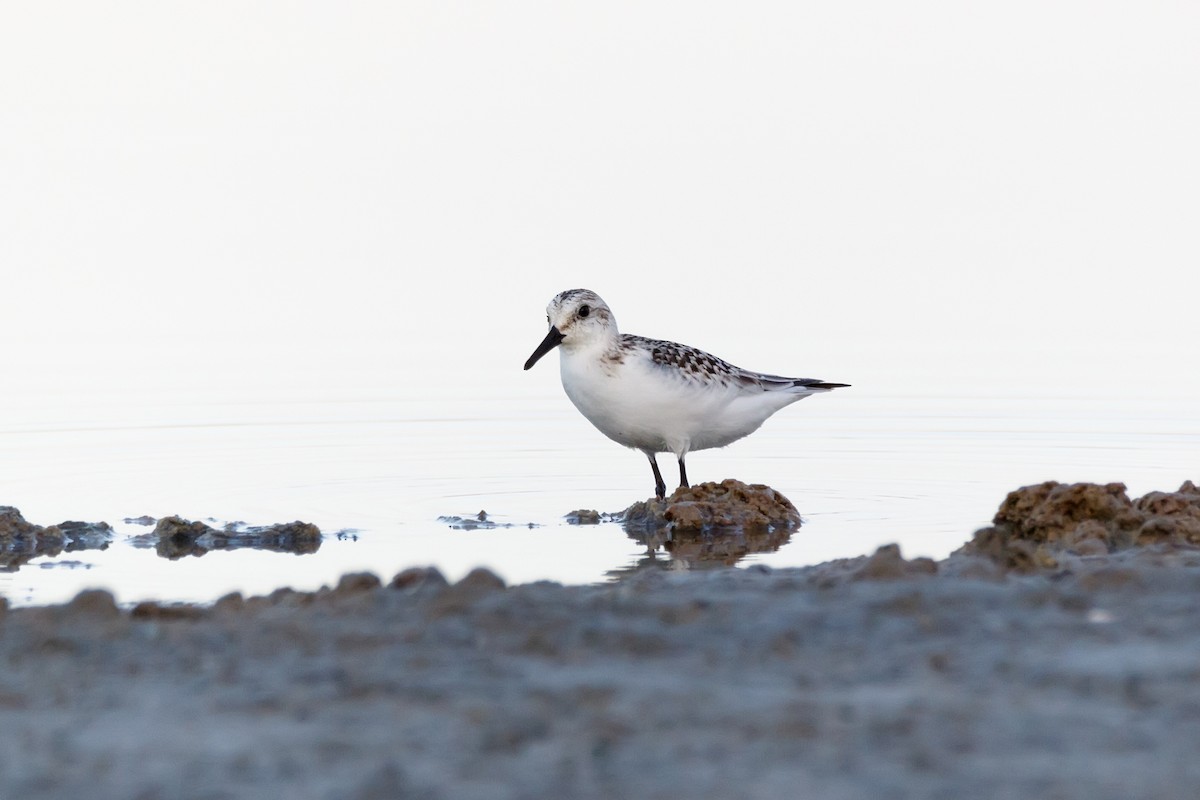 Sanderling - Delfin Gonzalez