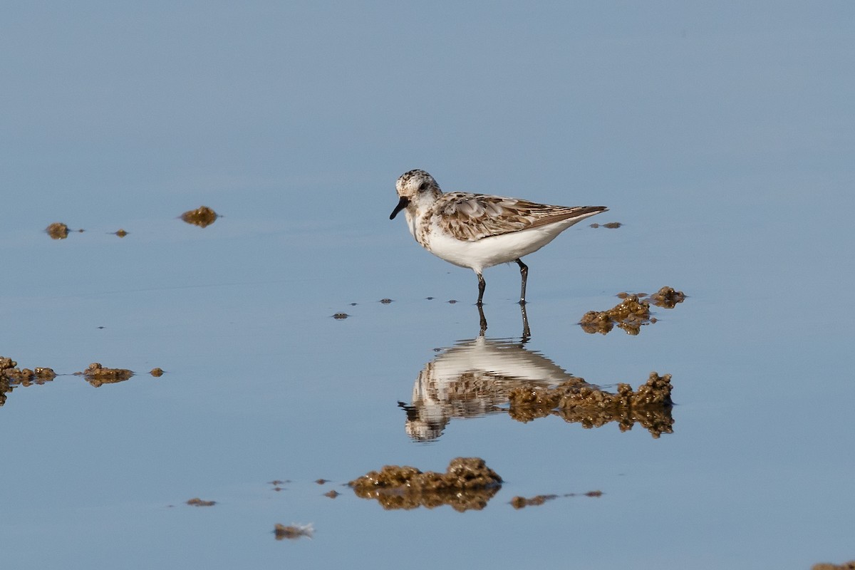 Sanderling - ML620480982