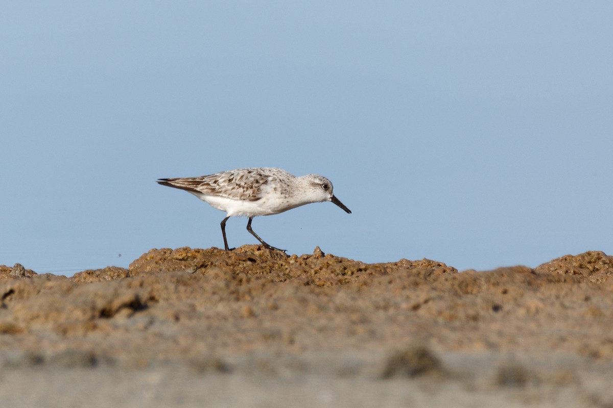 Sanderling - ML620480986