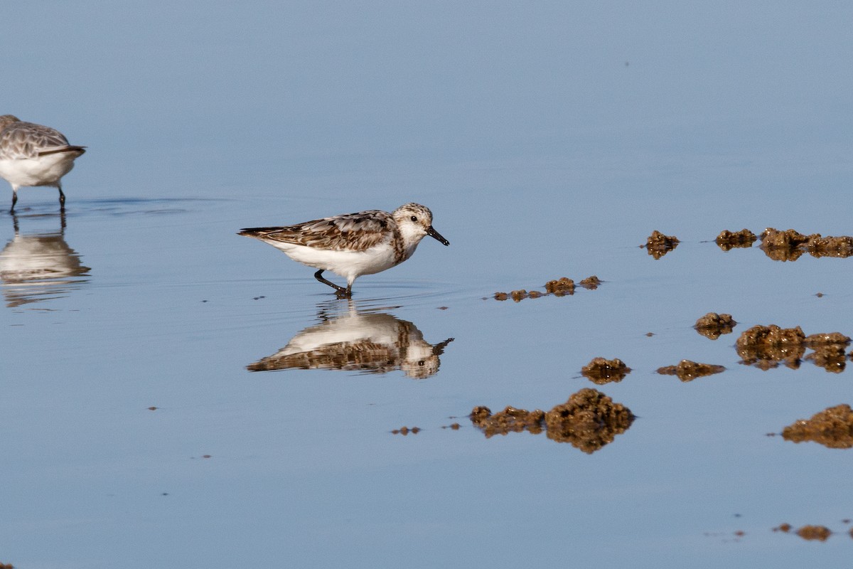 Sanderling - ML620480989