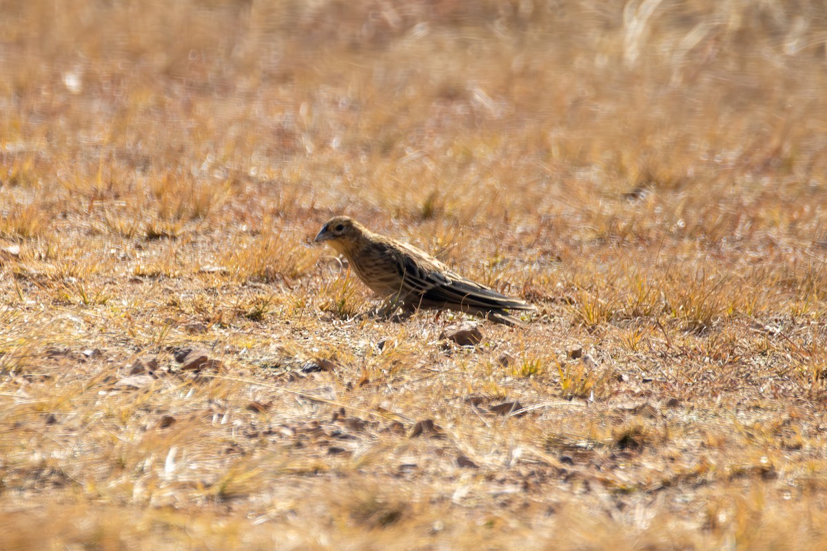 Long-tailed Widowbird - ML620480990