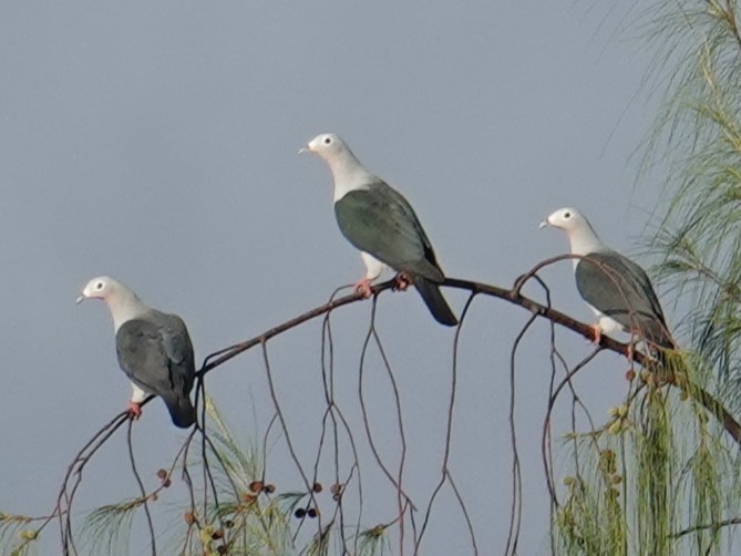 Island Imperial-Pigeon - ML620480992