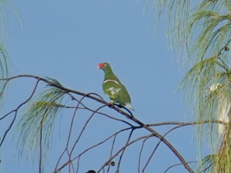 Knob-billed Fruit-Dove - ML620480993