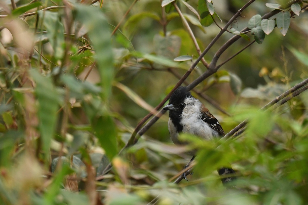 Silvery-cheeked Antshrike - ML620480995