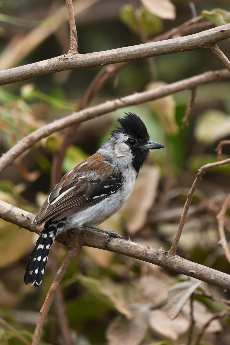 Silvery-cheeked Antshrike - ML620480997