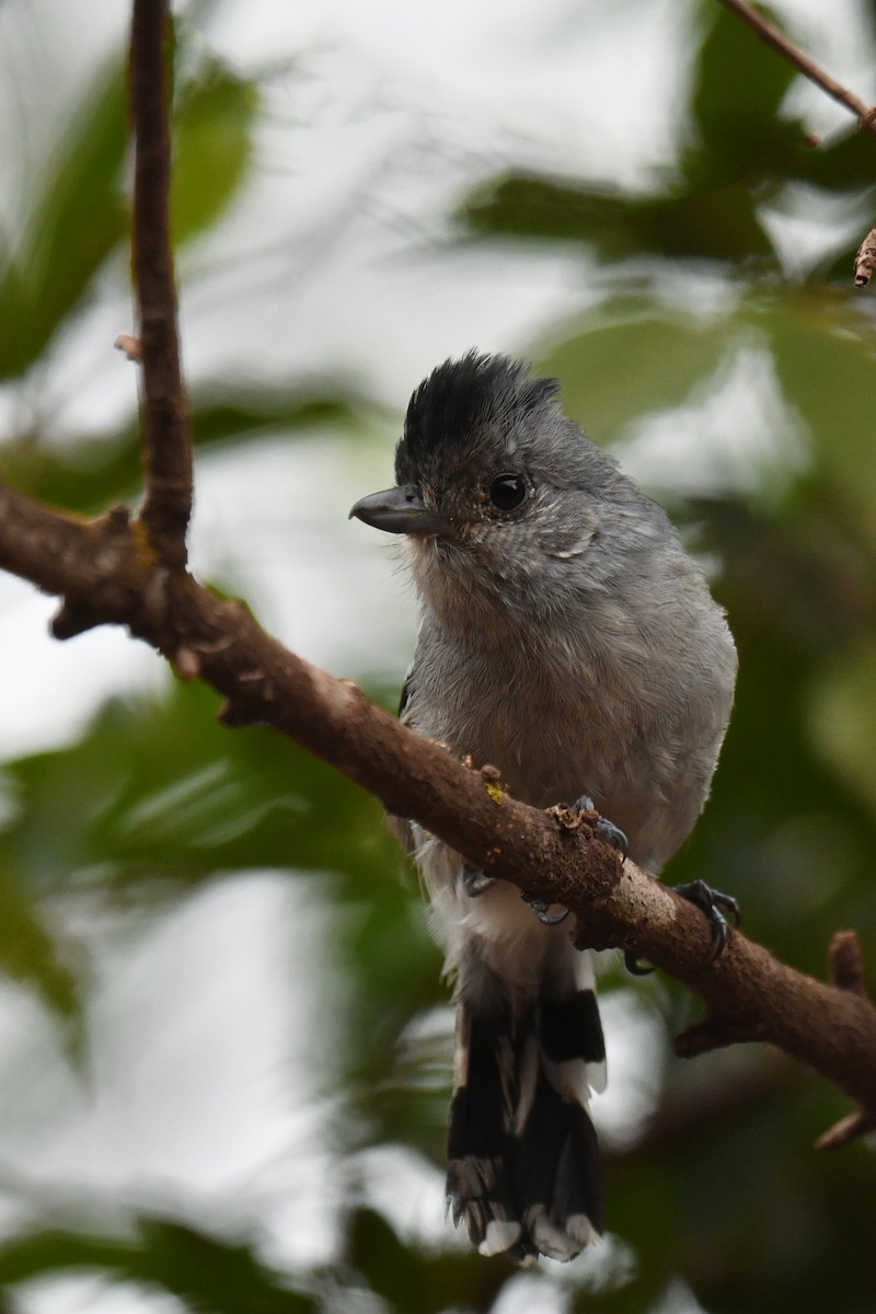 Planalto Slaty-Antshrike - ML620481002