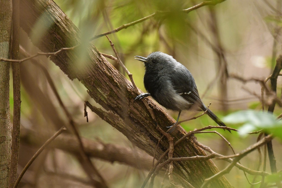 Narrow-billed Antwren - ML620481006