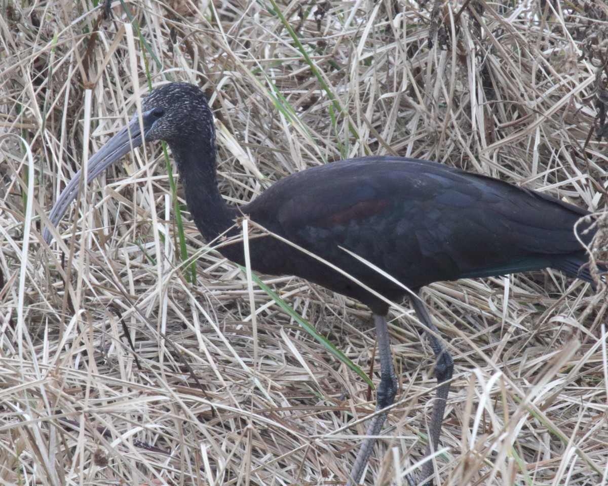 Glossy Ibis - ML620481014