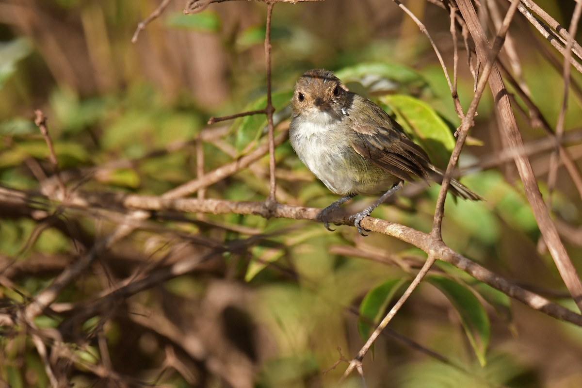 Fulvous-crowned Scrub-Tyrant - ML620481022