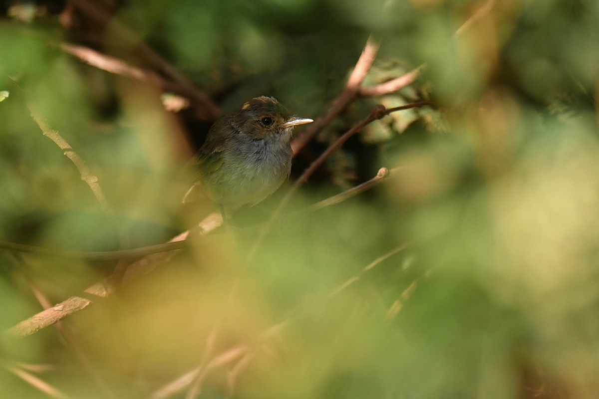 Fulvous-crowned Scrub-Tyrant - ML620481023