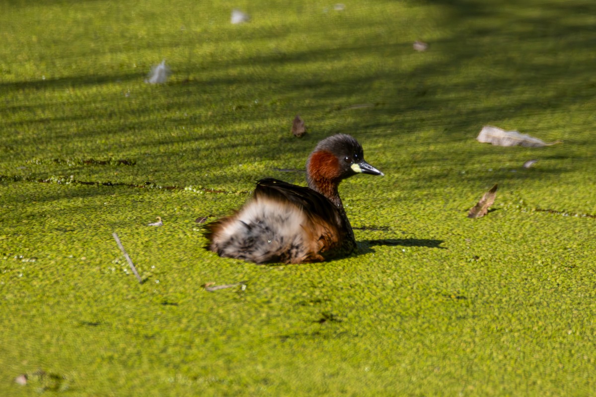 Little Grebe - ML620481024