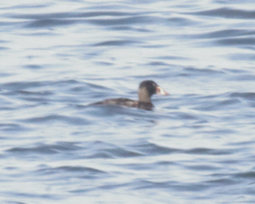 Surf Scoter - ML620481027