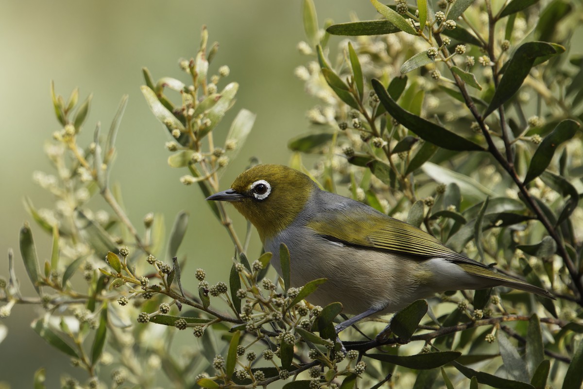 Zostérops à dos gris - ML620481028