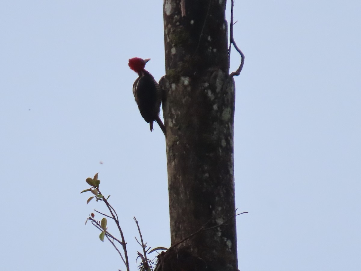 Pale-billed Woodpecker - ML620481030