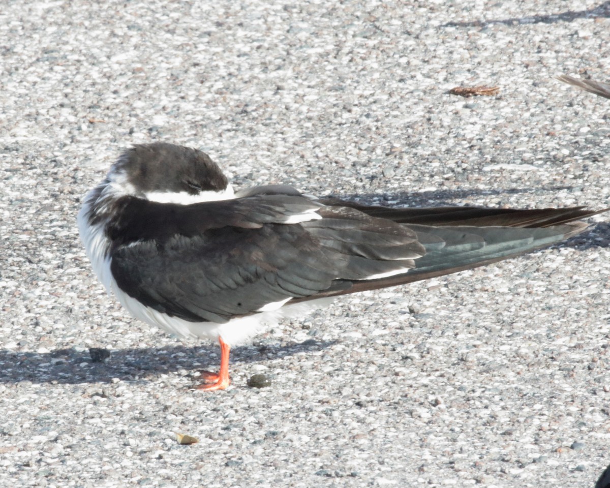 Black Skimmer - ML620481032