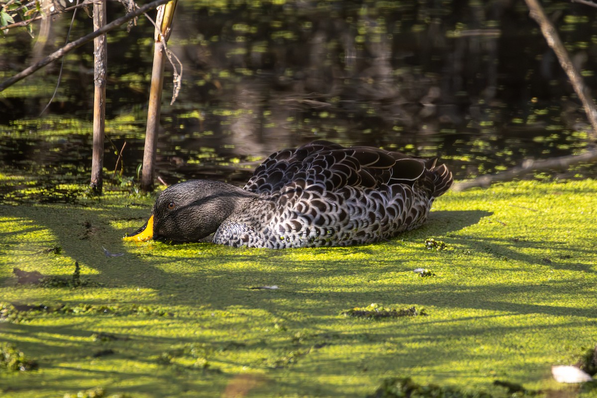 Yellow-billed Duck - ML620481033