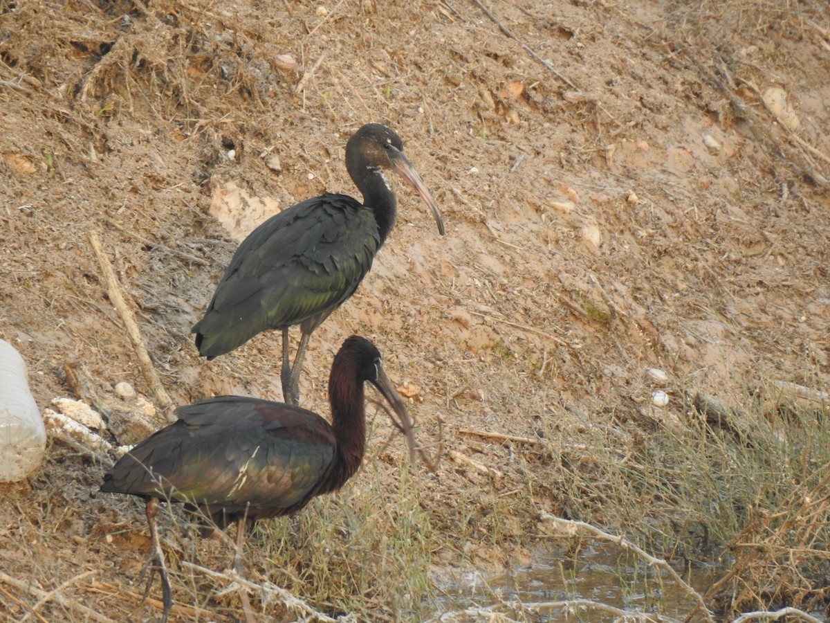 ibis hnědý - ML620481034