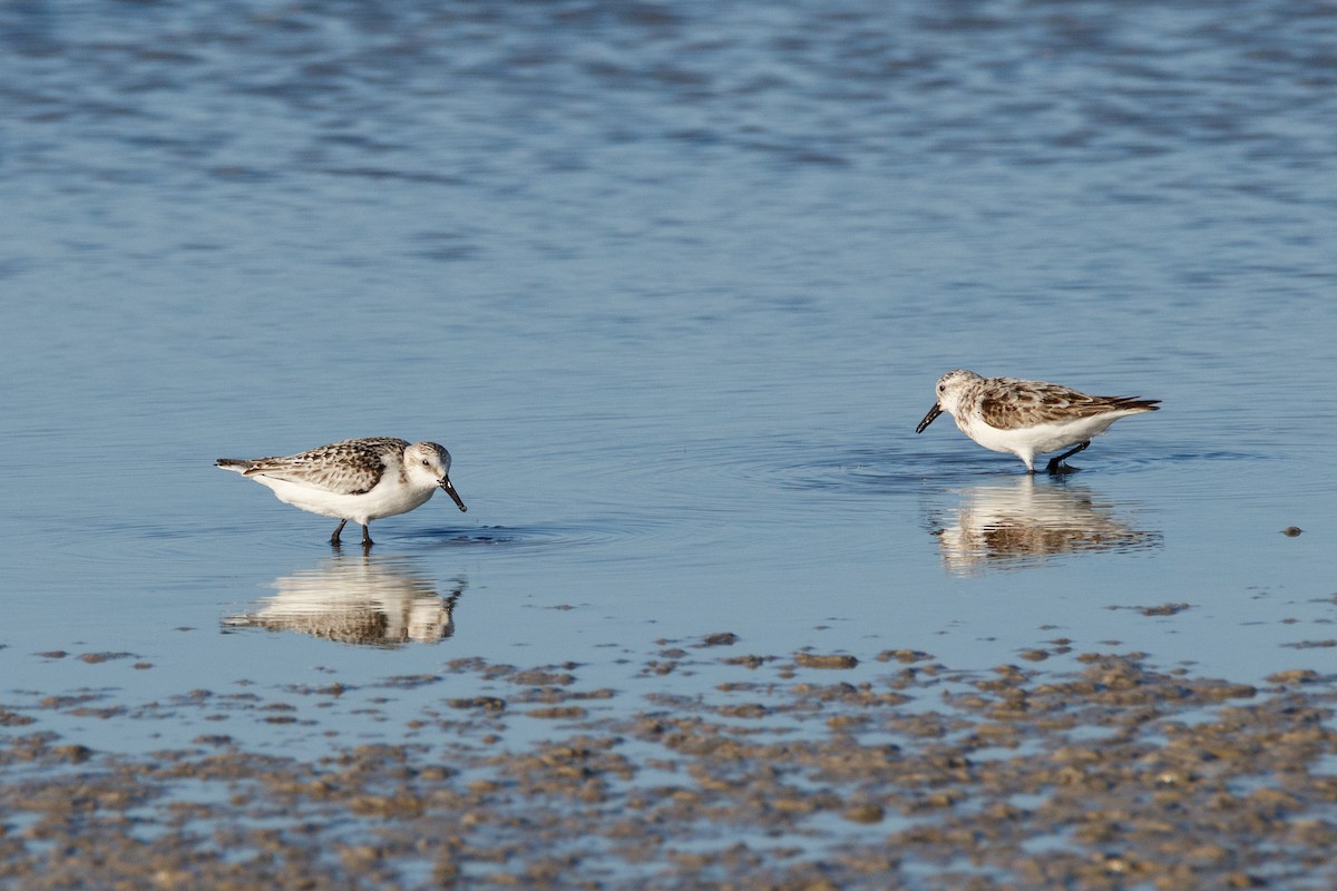 Sanderling - ML620481035